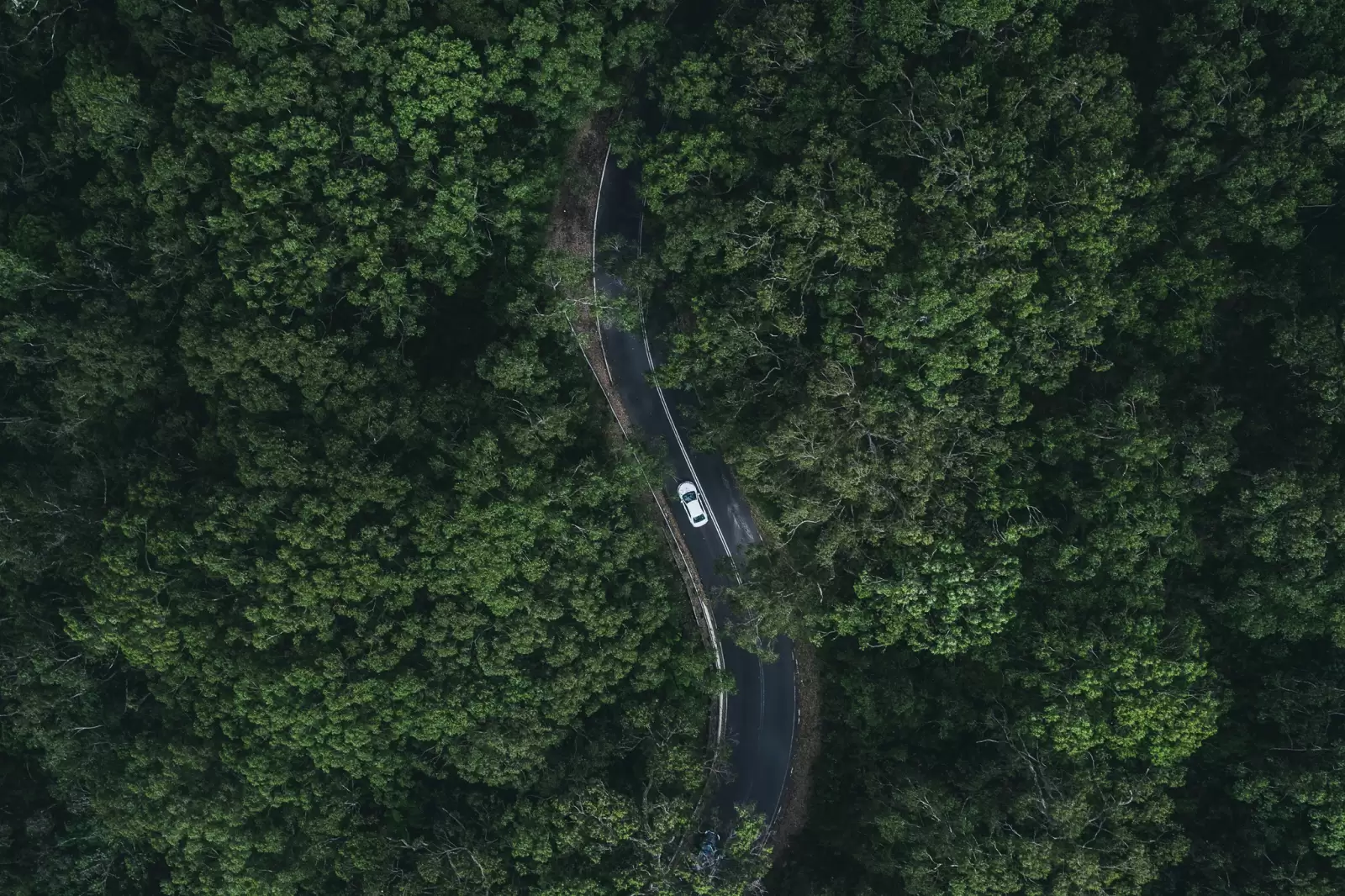 Un coche de segunda mano del Grupo Volkswagen por una carretera en el bosque visto desde arriba